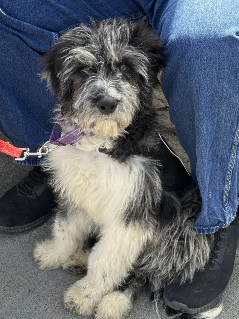 Adopt a Career Change Dog