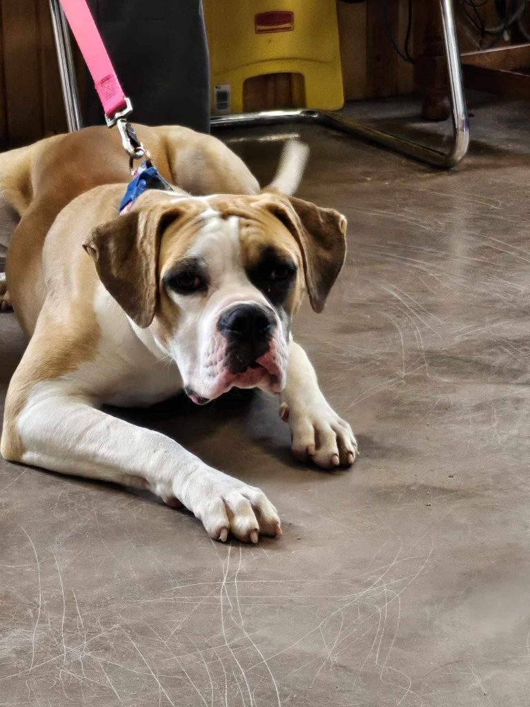 Adopt a Dog Animal Rescue Inc Chappell Photos