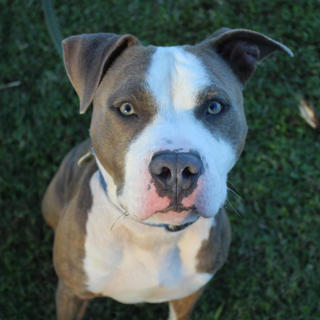 Adopt a Dog in Concord Nc