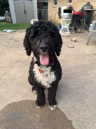 Adopt Portuguese Water Dog