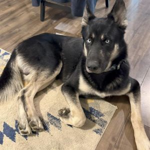 Alamance County Dog Adoption