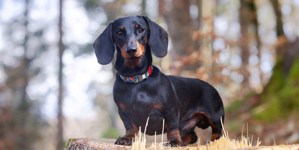 Are Dachshunds Hypoallergenic Dog Breeds