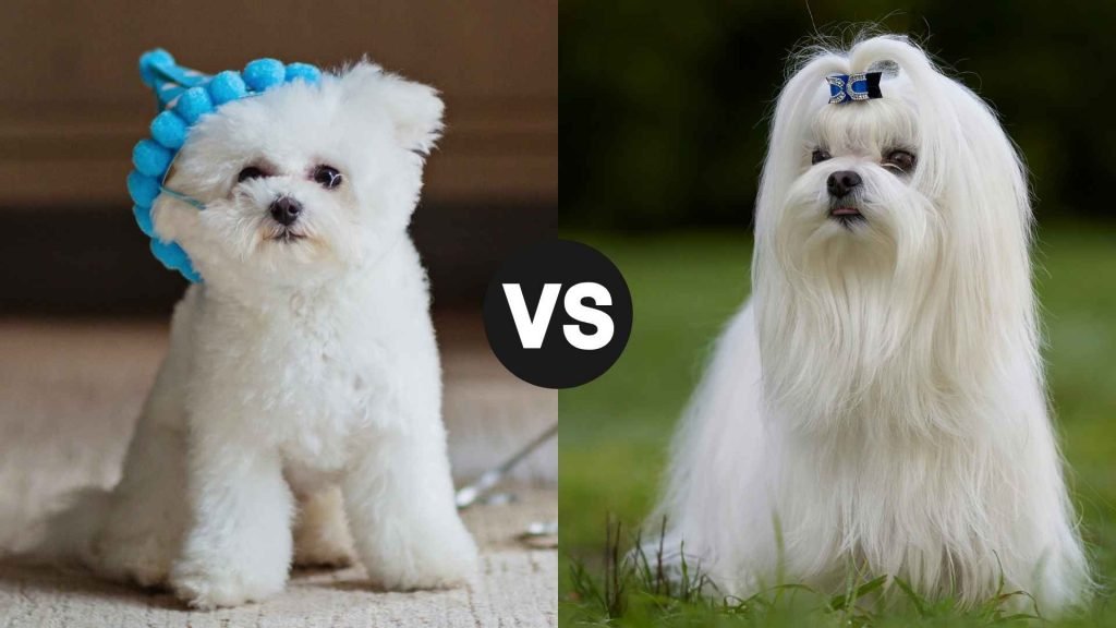 Are Maltese Dogs Easy to Train
