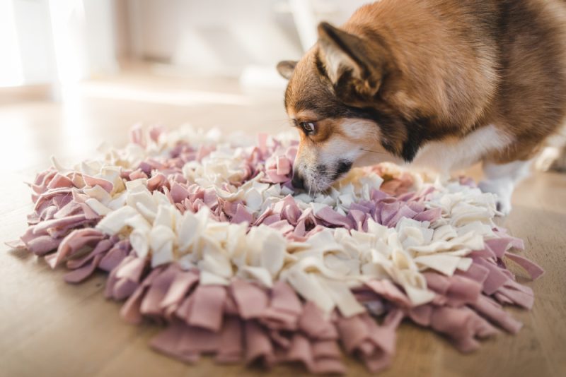 Are Mice Attracted to Dog Food