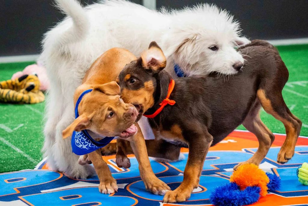 Are Puppy Bowl Dogs Up for Adoption
