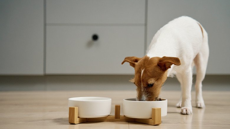 Are Roaches Attracted to Dog Food