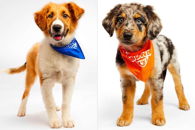 Are the Puppy Bowl Dogs Adoptable