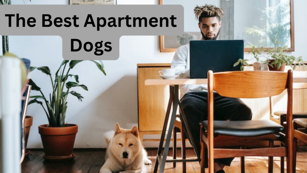 Are There Hypoallergenic Dog Breeds Suitable for Apartments