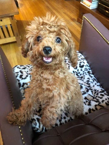 Are Toy Poodles Good Dogs