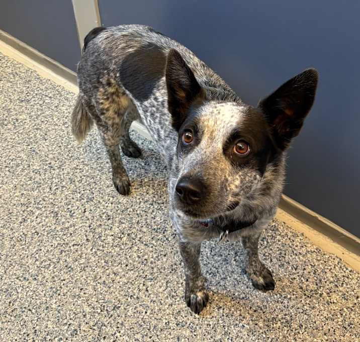 Australian Cattle Dog Adoption near Me