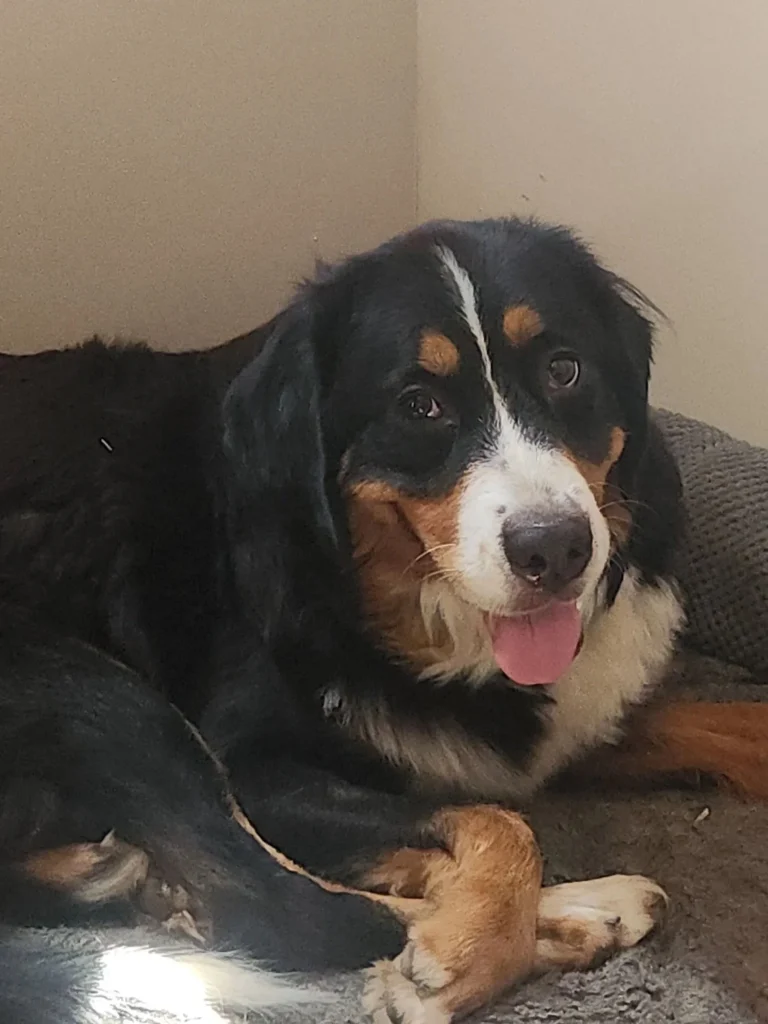 Bernese Dogs for Adoption