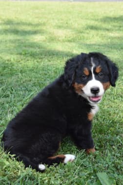 Bernese Mountain Dog Adoption Pa