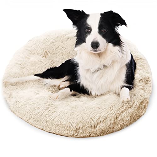 Best Dog Bed for Active Dogs