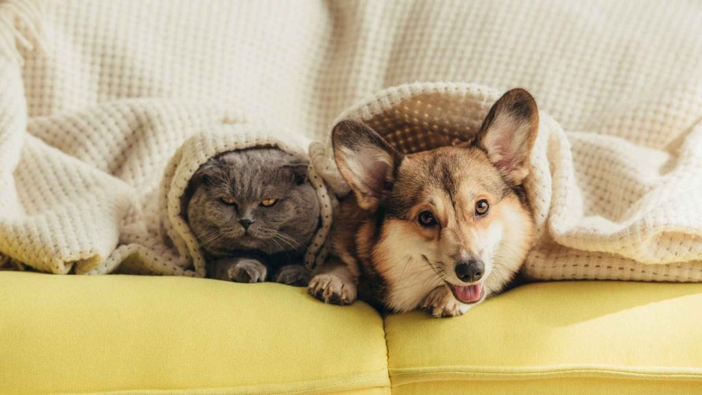 Best Dog Breeds for Cuddling