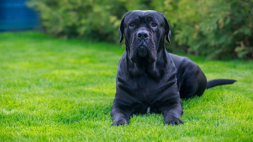 Best Dog Breeds for Fighting