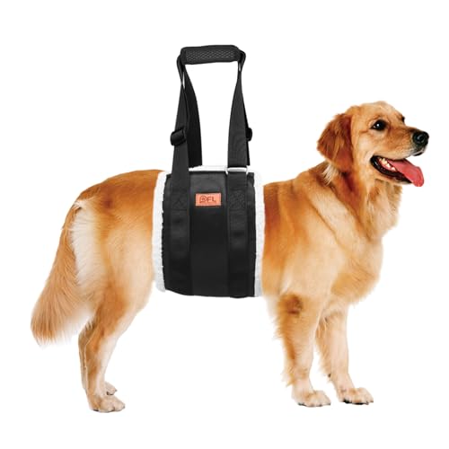 Best Dog Breeds for Mobility Assistance