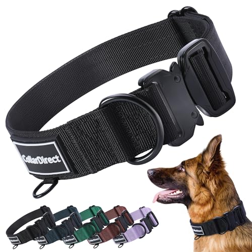 Best Dog Collar for Active Dogs