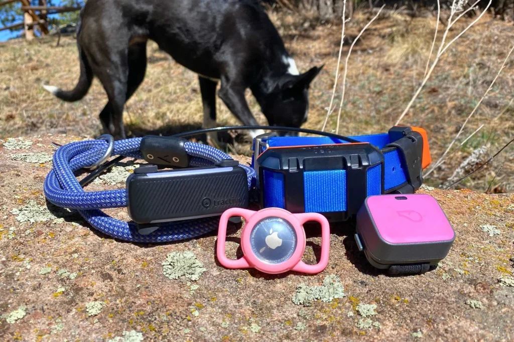 Best Dog Fitness Collar