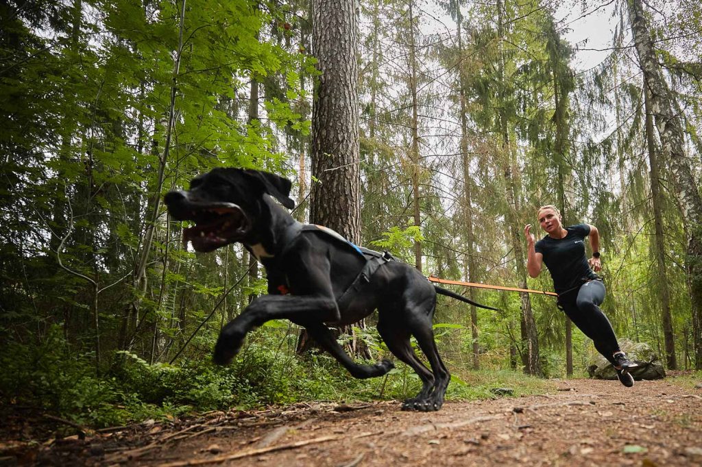 Best Dog Fitness Gear