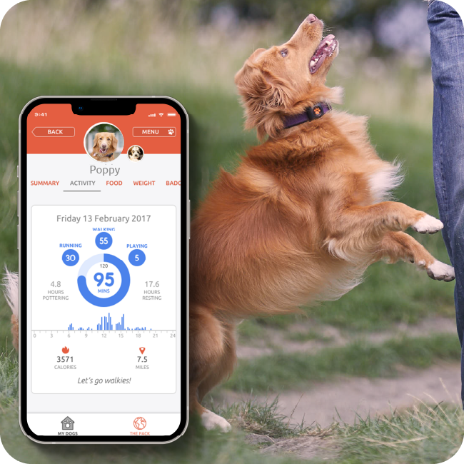 Best Dog Fitness Monitor