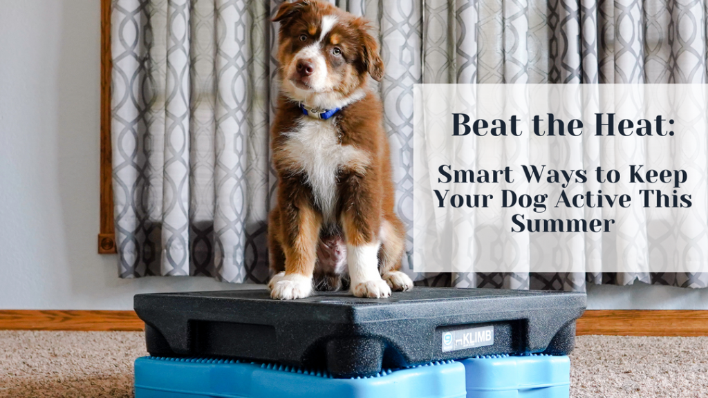 Best Dog Fitness Platform
