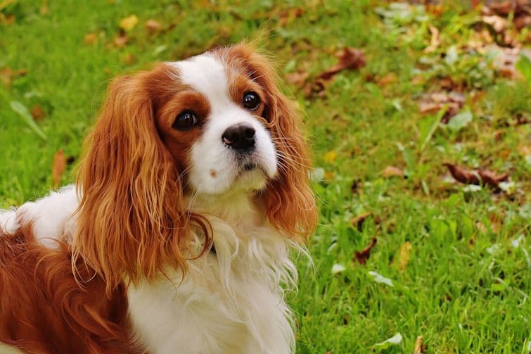 Best Medium Size Dog Breeds