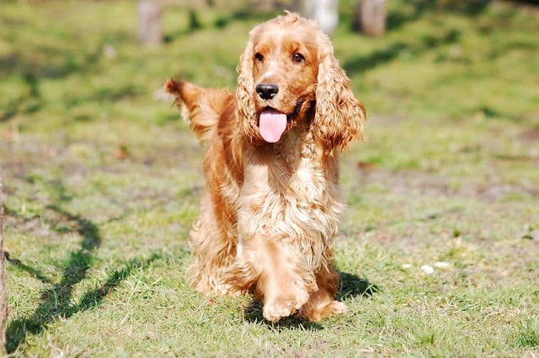 Best Medium-Sized Dog Breeds