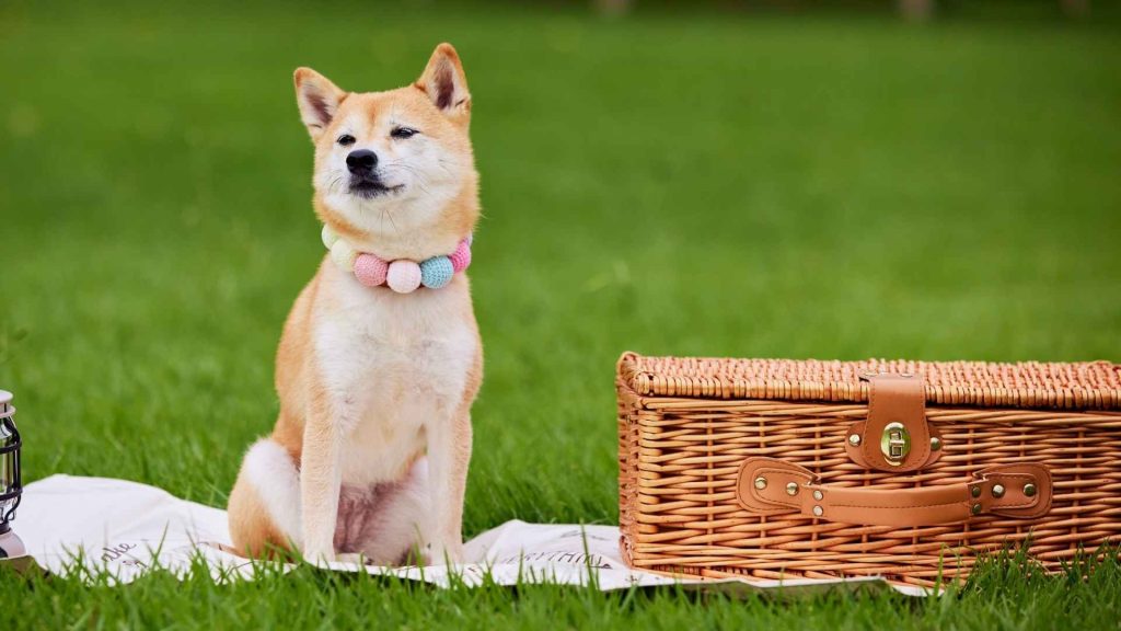 Best Outdoor Dog Breeds