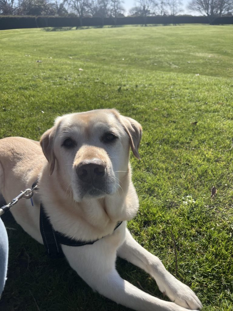Best Pet Insurance for Elderly Dogs