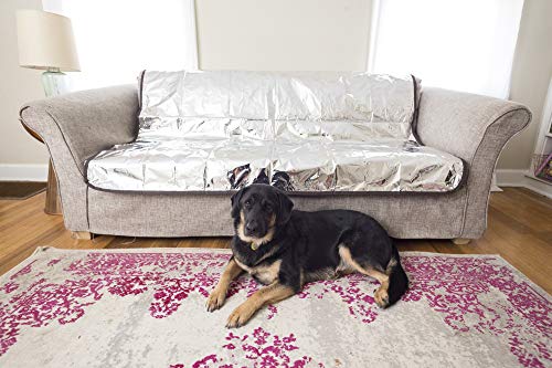 Best Pet Insurance for Large Dogs