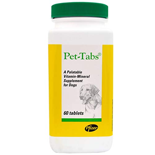 Best Pet Insurance Older Dogs