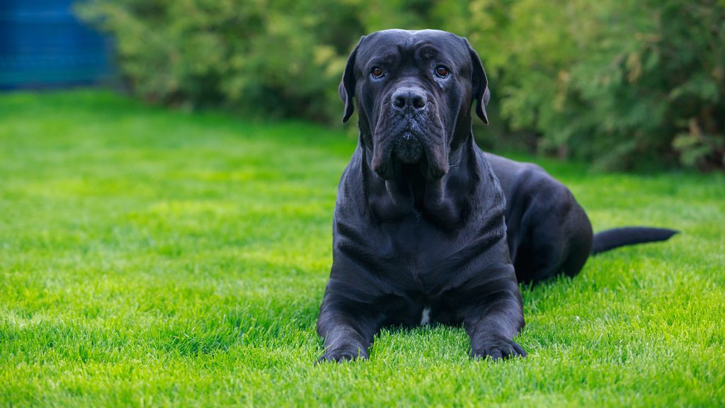 Big Protective Dog Breeds
