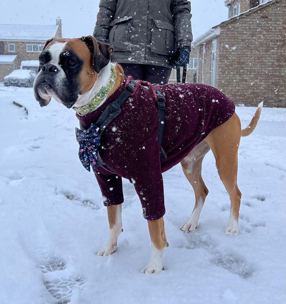 Boxer Dog Clothes