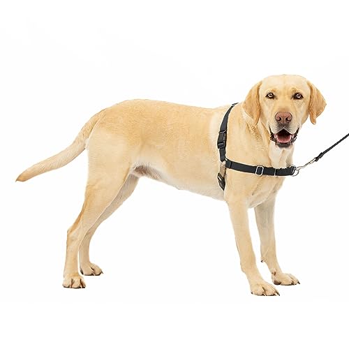 Buy Dog Harness for Pulling