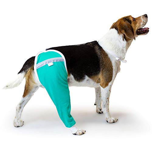 Buy Dog Insurance for Hip Surgery