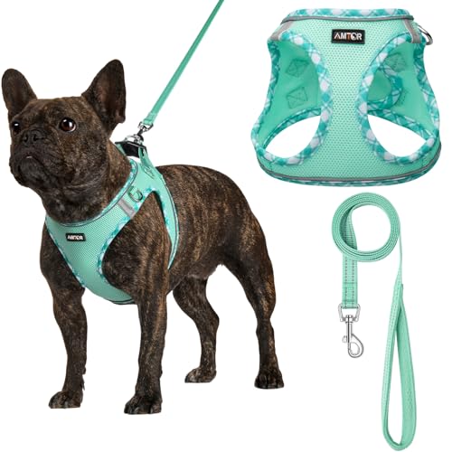 Buy Dog Walking Leash Set