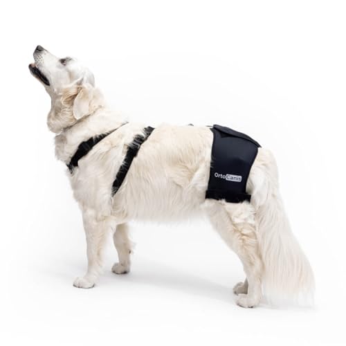 Buy Pet Insurance for Dogs With Hip Dysplasia