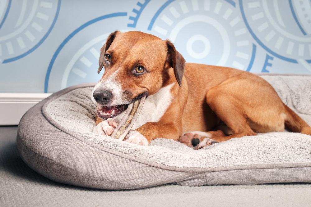 Can a Dog Die from Eating Moldy Food