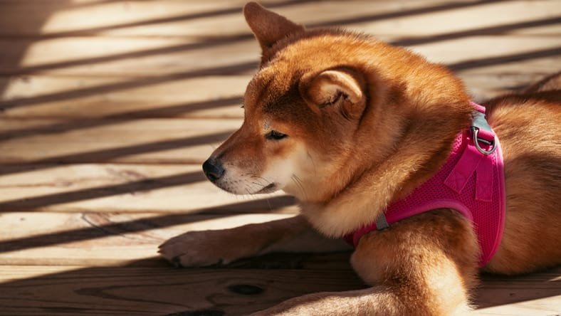 Can a Dog Wear a Harness 24 7