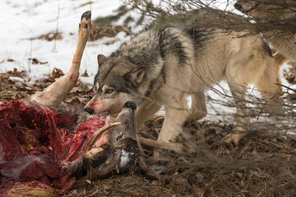 Can a Wolf Eat Dog Food