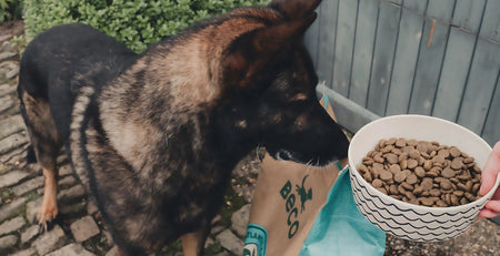 Can Adult Dogs Eat Puppy Food