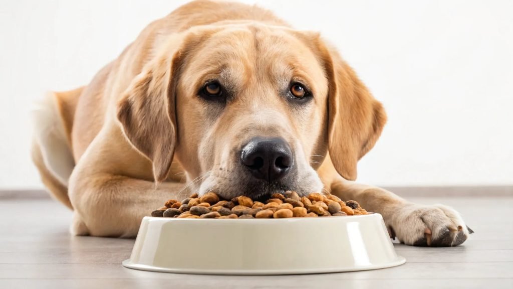 Can Big Dogs Eat Small Dog Food