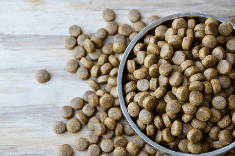 Can Bunnies Eat Dog Food