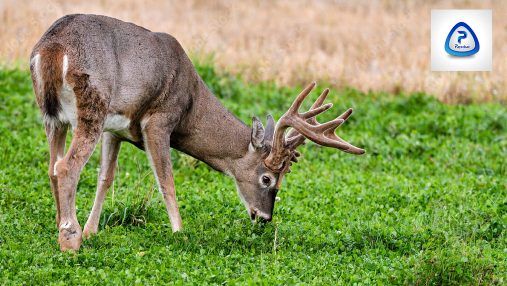Can Deer Eat Dry Dog Food