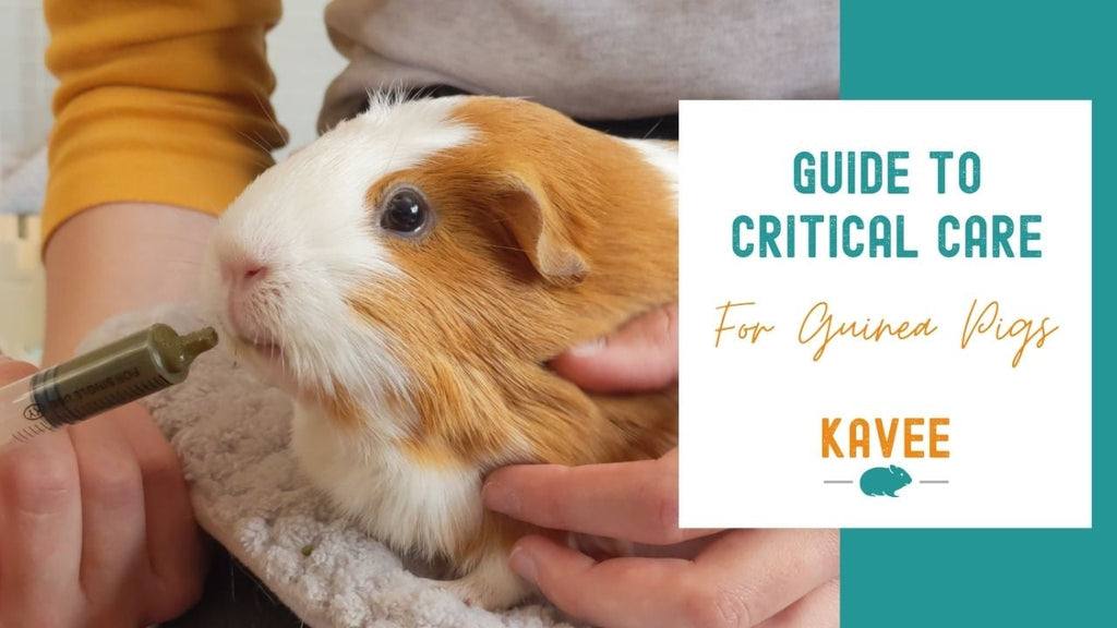 Can Dog Food Hurt Guinea Pigs