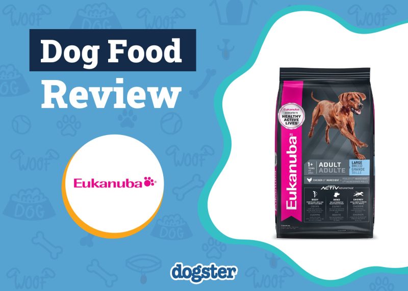 Can Dogs Eat Ants in Their Food