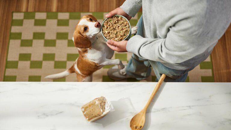 Can Dogs Eat Food Cooked in Olive Oil