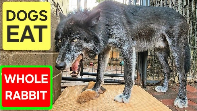 Can Dogs Eat Rabbit Food