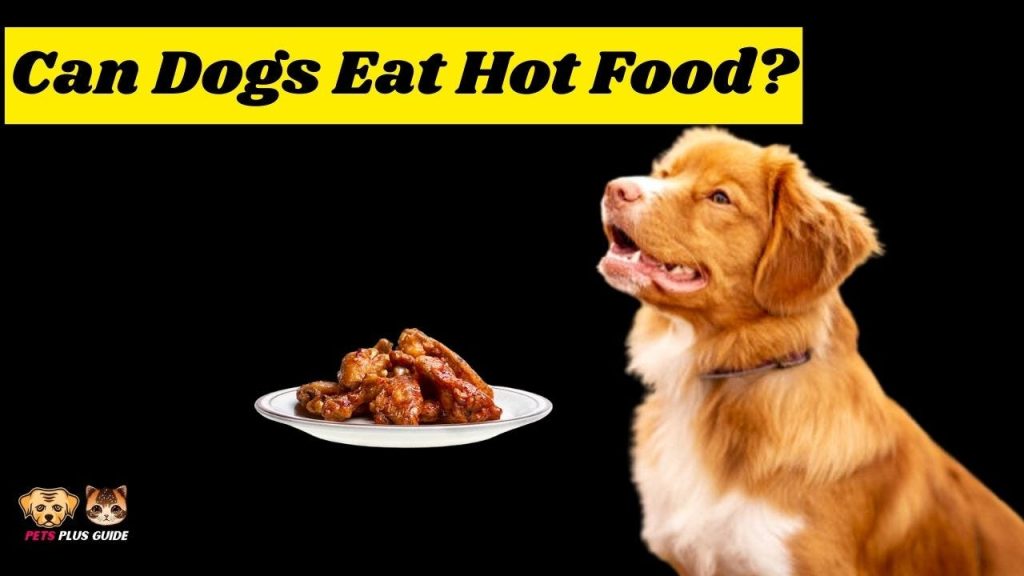 Can Dogs Eat Warm Food