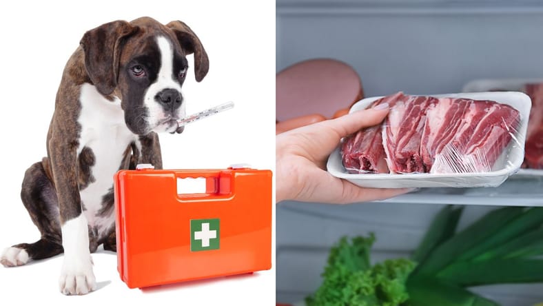 Can Dogs Get Sick of Their Food